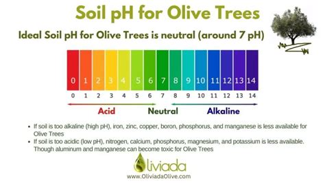 olive tree soil moisture rating